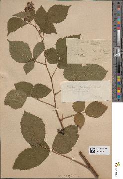 spécimen de Rubus quincyi