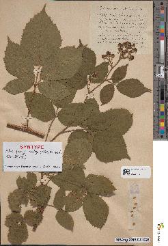 spécimen de Rubus quincyi