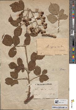 spécimen de Rubus × separinus