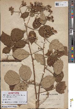 spécimen de Rubus × separinus