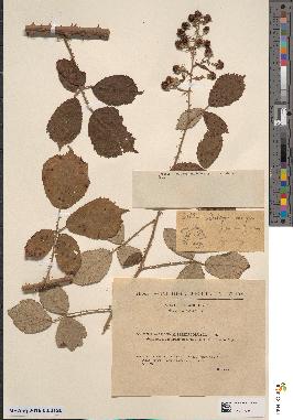 spécimen de Rubus × separinus