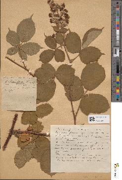 spécimen de Rubus conspicuus