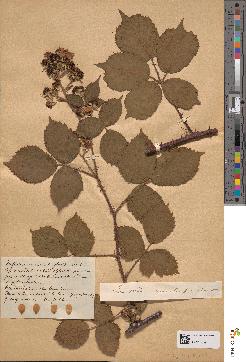 spécimen de Rubus conspicuus