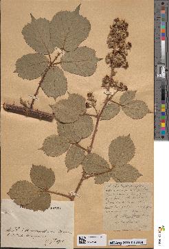 spécimen de Rubus conspicuus