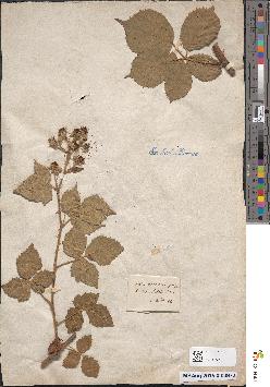 spécimen de Rubus boraeanus