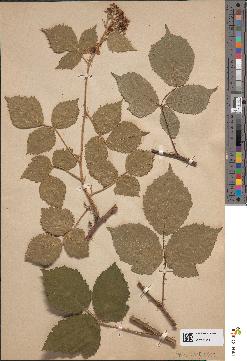 spécimen de Rubus boraeanus