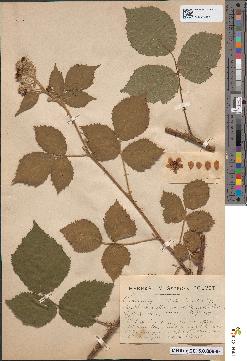 spécimen de Rubus boraeanus