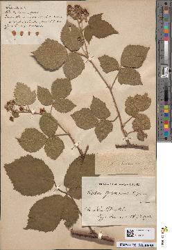 spécimen de Rubus boraeanus