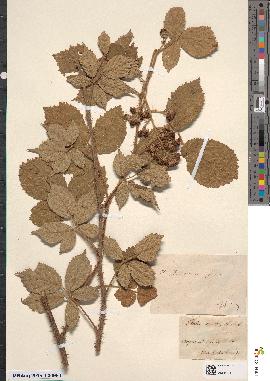 spécimen de Rubus boraeanus