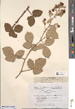 spécimen de Rubus saxigenus