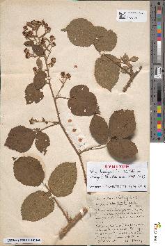 spécimen de Rubus × brachyodontus