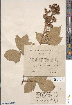 spécimen de Rubus procerus