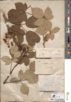 spécimen de Rubus procerus