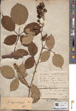 spécimen de Rubus procerus