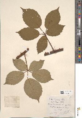 spécimen de Rubus procerus