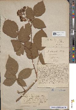 spécimen de Rubus timendus