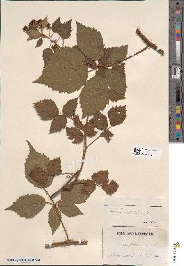 spécimen de Rubus pygmaeus