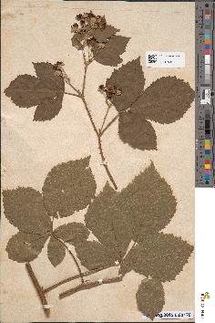 spécimen de Rubus × divergens