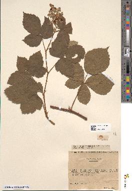 spécimen de Rubus leucophaeus