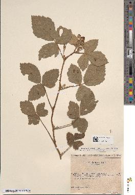 spécimen de Rubus leucophaeus