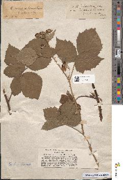 spécimen de Rubus leucophaeus