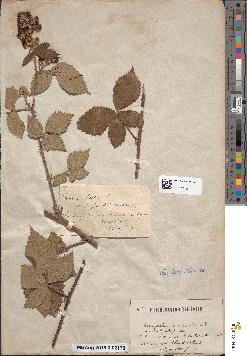 spécimen de Rubus leucophaeus