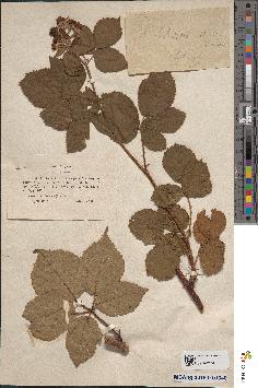 spécimen de Rubus sp.