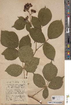 spécimen de Rubus foliosus