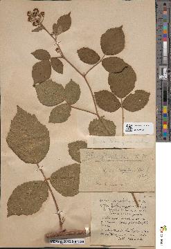 spécimen de Rubus foliosus