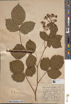 spécimen de Rubus foliosus