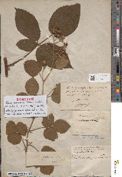 spécimen de Rubus × aspratilis