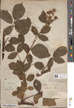 spécimen de Rubus × aspratilis