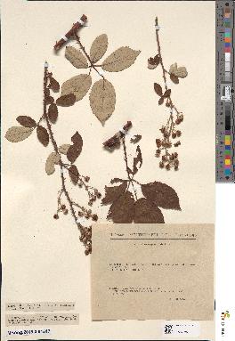 spécimen de Rubus × pravus