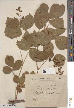 spécimen de Rubus foliosus