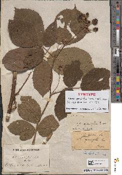 spécimen de Rubus sp.