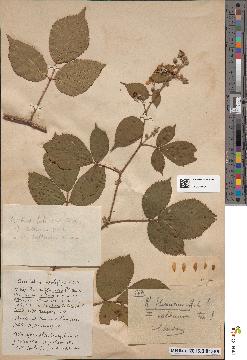 spécimen de Rubus foliosus