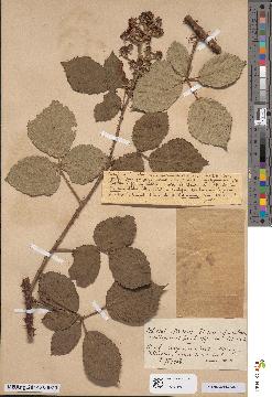 spécimen de Rubus boraeanus