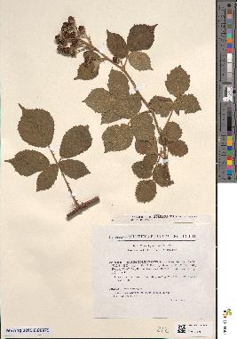 spécimen de Rubus boraeanus