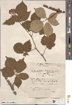 spécimen de Rubus boraeanus