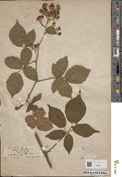 spécimen de Rubus insericatus