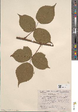 spécimen de Rubus foliosus