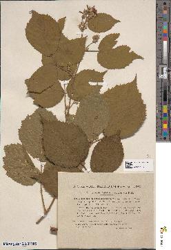 spécimen de Rubus foliosus