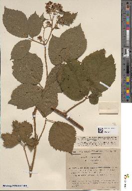 spécimen de Rubus thyrsiflorus