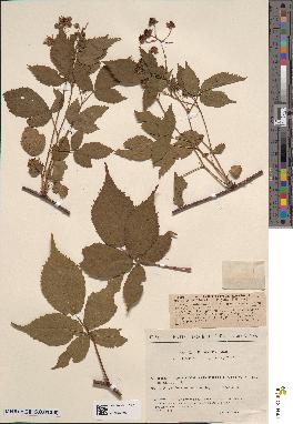 spécimen de Rubus orthocladus