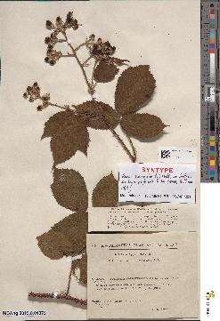 spécimen de Rubus insericatus