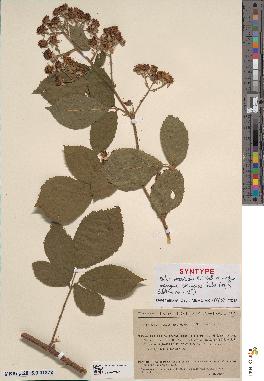 spécimen de Rubus insericatus