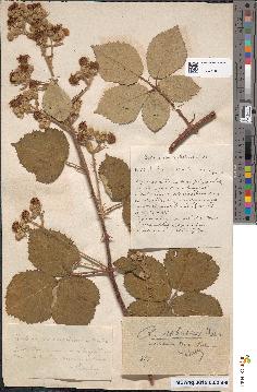 spécimen de Rubus robustus