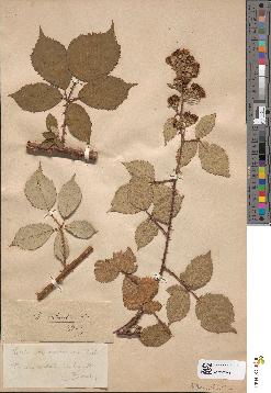 spécimen de Rubus robustus