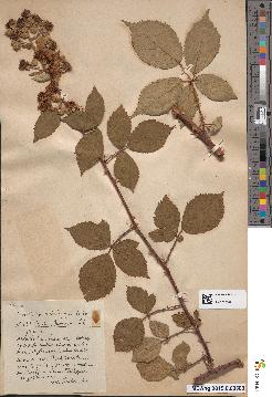 spécimen de Rubus robustus