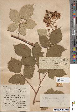 spécimen de Rubus robustus